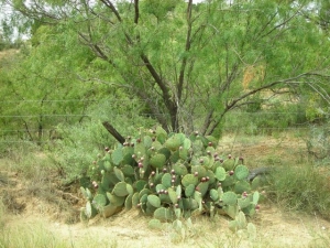 trees