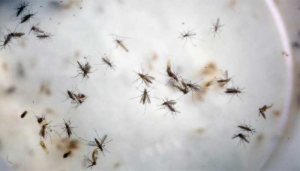 mosquitoes