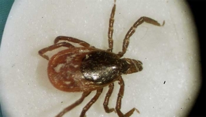 tick