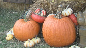 pumpkins