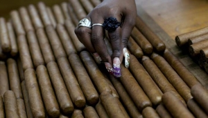 FILE - This March 1, 2013 file photo shows a worker selecting cigars at the H. Upmann cigar factory, where people can take tours as part of the 15th annual Cigar Festival in Havana, Cuba. The Obama administration announced Friday, Oct. 14, 2016 it is eliminating a $100 limit on the value of Cuban rum and cigars that American travelers can bring back from the island. (AP Photo/Ramon Espinosa, File)