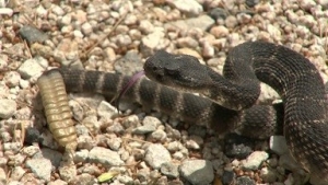 snake