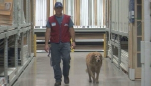 vetdog